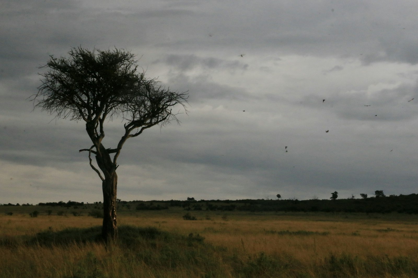 Lone acacia tree on the African savanna