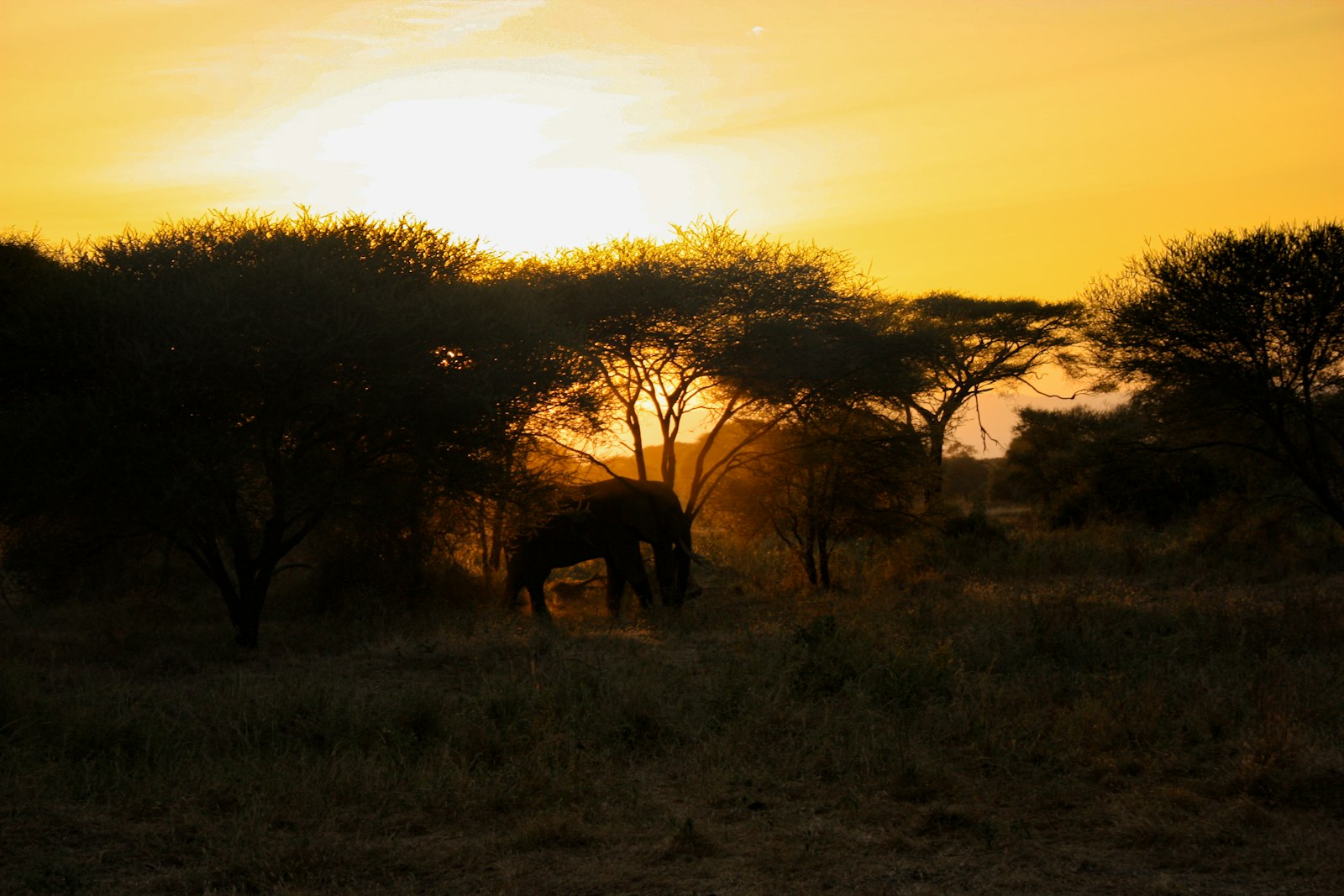 Elephant silhouette on the savanna at golden hour